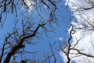 Silhouette of geometric, black branches of trees under blue sky.