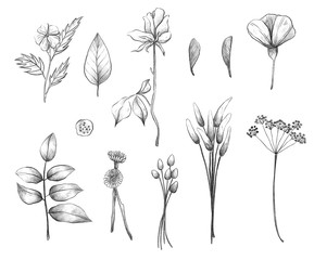 Summer herbarium. Flowers and plants, pencil illustrations on white isolated background