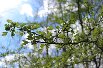 Image with green, spring branch of tree on background of blue sky with sun and clouds