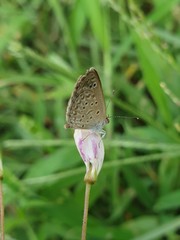 butterfly on a flower