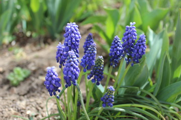 Blue flowers of spring time in the garden