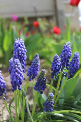 Blue hyacinths in the spring garden in sunny day