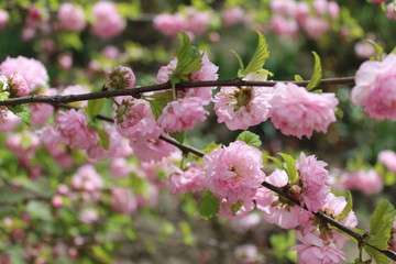 Fototapeta premium Beauty pink flowers as roses on the branch of bush in spring season