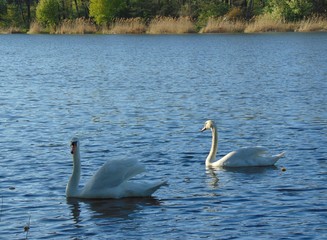 Łabędzie na jeziorze © Sławek