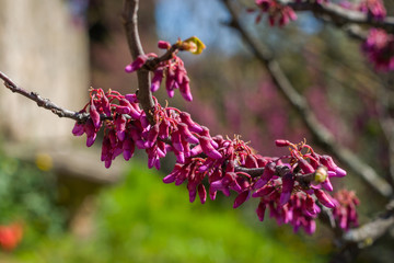 Purple bud of Judas tree (European redbud) in Boboli Gardens