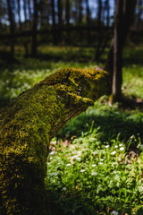 The bridge to the land of dreams