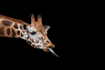 Cute giraffe with head shot with long tongue outstretched isolated on black background.