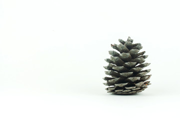 cedar cone on a white background, place for text