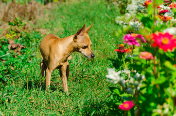 Obraz na płótnie Canvas Portrait of dog of toy terrier breed standing outdoors in a grass on sunny day