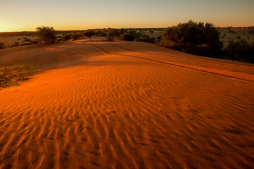Fototapeta premium red dunes in kalahari