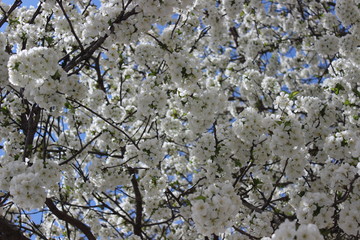 Beautiful background of white, cherry blossom in spring