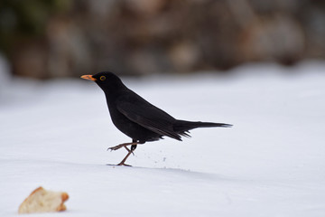 merlo su neve corvo uccello nero 