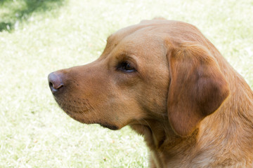 Head and shoulders portrait and profile of a pet fox red labrador retriever dog