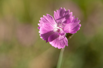 Duftnelke Dianthus Blüte in seitenlicht vor unscharfem Hintergrund