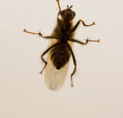 wasp on white background