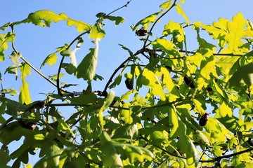 Maikäfer mit abgenagten Blättern