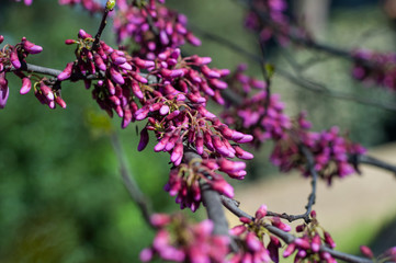 Purple bud of Judas tree or European redbud (Cercis siliquastrum L.) in spring time. Boboli Gardens, Florence, Tuscany, Italy - 344266673