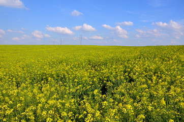 Fototapeta premium rural landscape yellow rapeseed field and blue sky 
