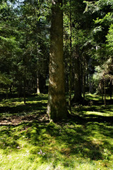 Der sommer im Schwarzwald