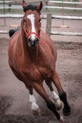 Horse of Poland