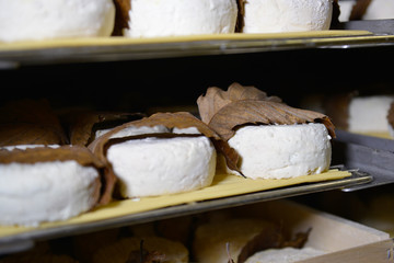 well ripened goat and ewe cheeses in cellar ripening with chataignier leaves