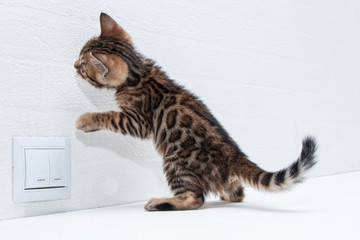 a cute Bengal kitten is playing on a table near the wall