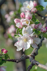 Apfelbaumbl&uuml;ten