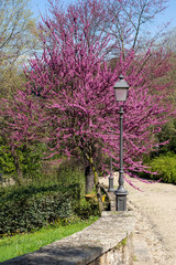 Judas tree or European redbud (Cercis siliquastrum L.) with forged lantern. Boboli Gardens, Florence, Tuscany, Italy. - 344268087