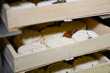 well ripened goat and ewe cheeses in cellar ripening with chataignier leaves