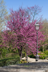 Judas tree or European redbud (Cercis siliquastrum L.) with forged lantern. Boboli Gardens, Florence, Tuscany, Italy. - 344268238