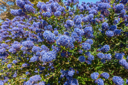 Close up view of ceanothus in bloom.