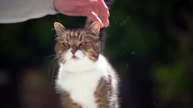 pet owner stroking tabby white british shorthair cat outdoors in sunlight