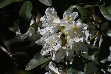Close up of beautiful white Rhododendron flowers blooming in the garden.