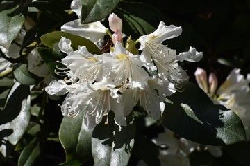 Close up of beautiful white Rhododendron flowers blooming in the garden.