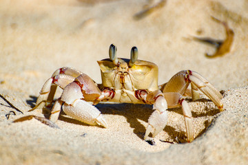 Crab in the beach