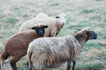 owce wrzocówki © Anna