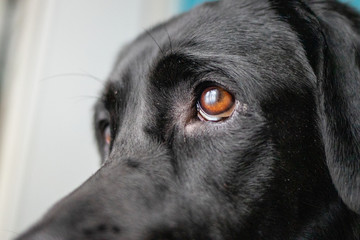 Dog Gaze