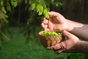 Naklejka na ściany i meble Collecting fir buds in a basket. Man picking pine tips