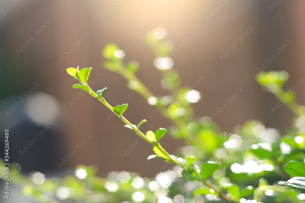 Wall mural fresh tropical green leaves on tree in the garden with sunshine blurred background , ecology greener