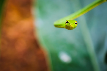 Portrait Close up Cute small green snake (Oriental whipsnake) on tropical nature green leaves tree , wildlife nature concept. Snakes of Thailand.