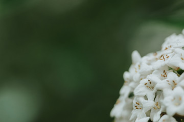 close up white garden flower with blurred background