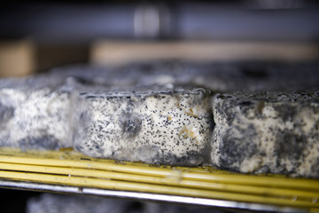 well ripened goat and ewe cheeses in cellar ripening  with grey and white mould