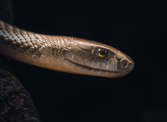 Black Mamba Portrait