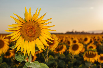 Obraz premium Sunset in a field full of sunflowers 