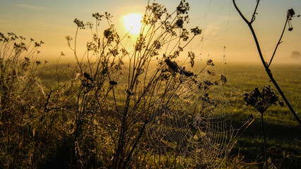 Cobweb at sunrise. Early summer morning in the meadow.
