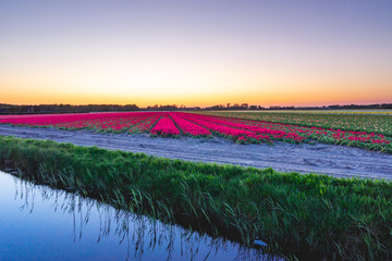 flowers in the dutch tulip fields, Bollestreek