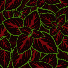 floral background of Coleus (Painted Nettle)