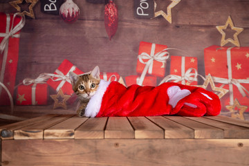 bengal kitten holiday season