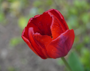 red sprengel's tulip