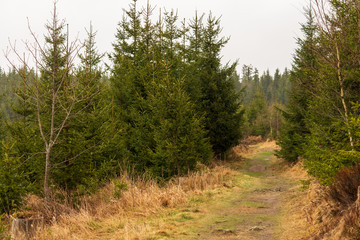 Obraz premium Jungwald bei leichten Regen